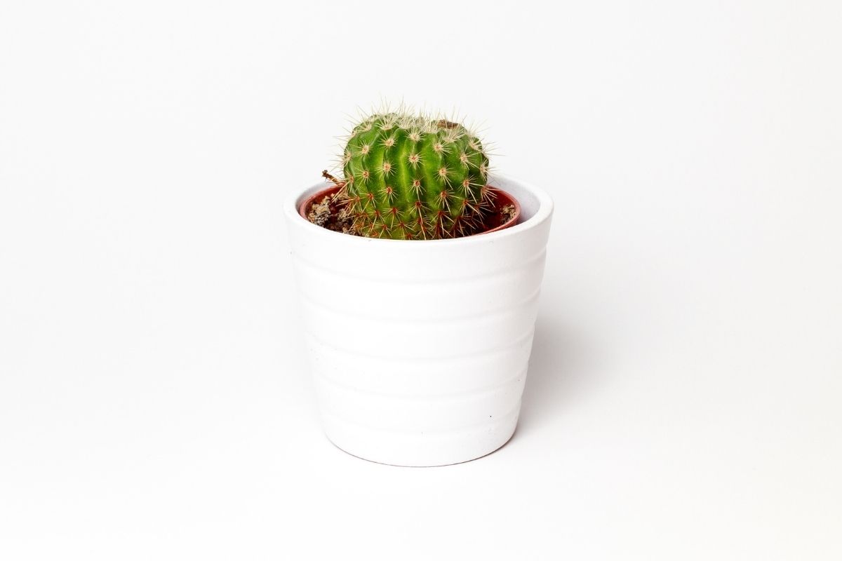 cactu cactus plantas para apartamento plantie