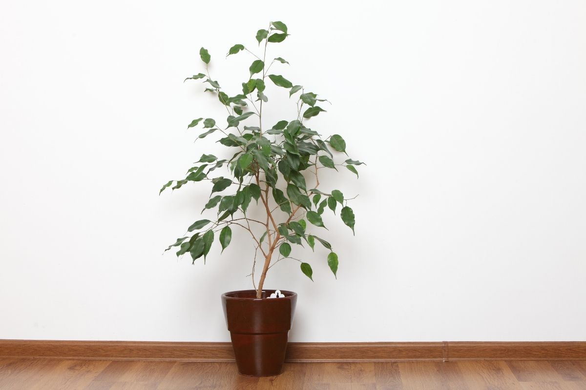 ficus figueira chorona plantas para apartamento plantie