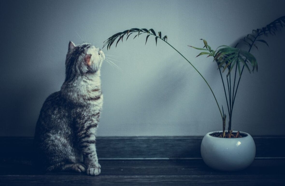 gato luz plantas que nao precisam de sol quais sao como cuidar plantie