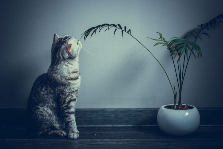 gato luz plantas que nao precisam de sol quais sao como cuidar plantie