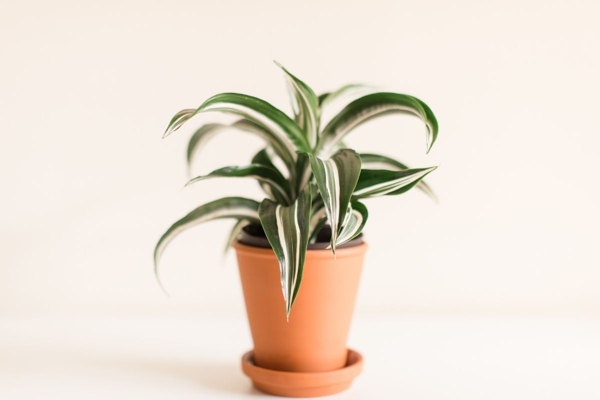 vaso dracaena plantas que nao precisam de sol plantie