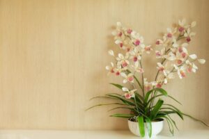 vaso flor como cuidar de orquideas mais facil parece plantie