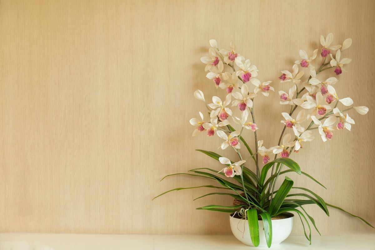 Como cuidar de orquídeas: é mais fácil do que parece! | Plantiê
