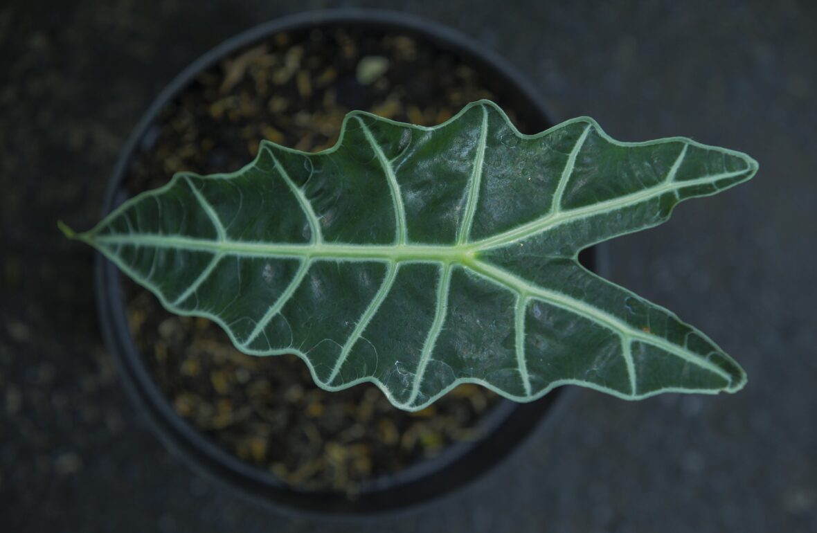 Folha de uma planta alocasia amazonica como cuidar.