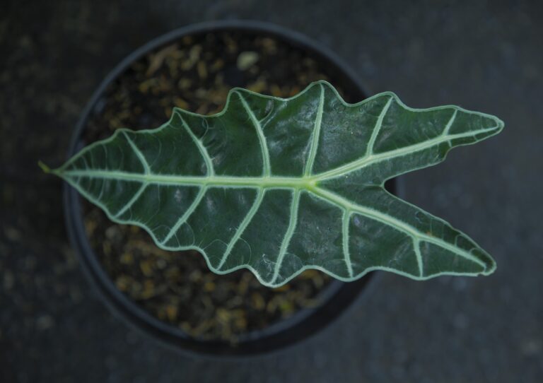 Folha de uma planta alocasia amazonica como cuidar.