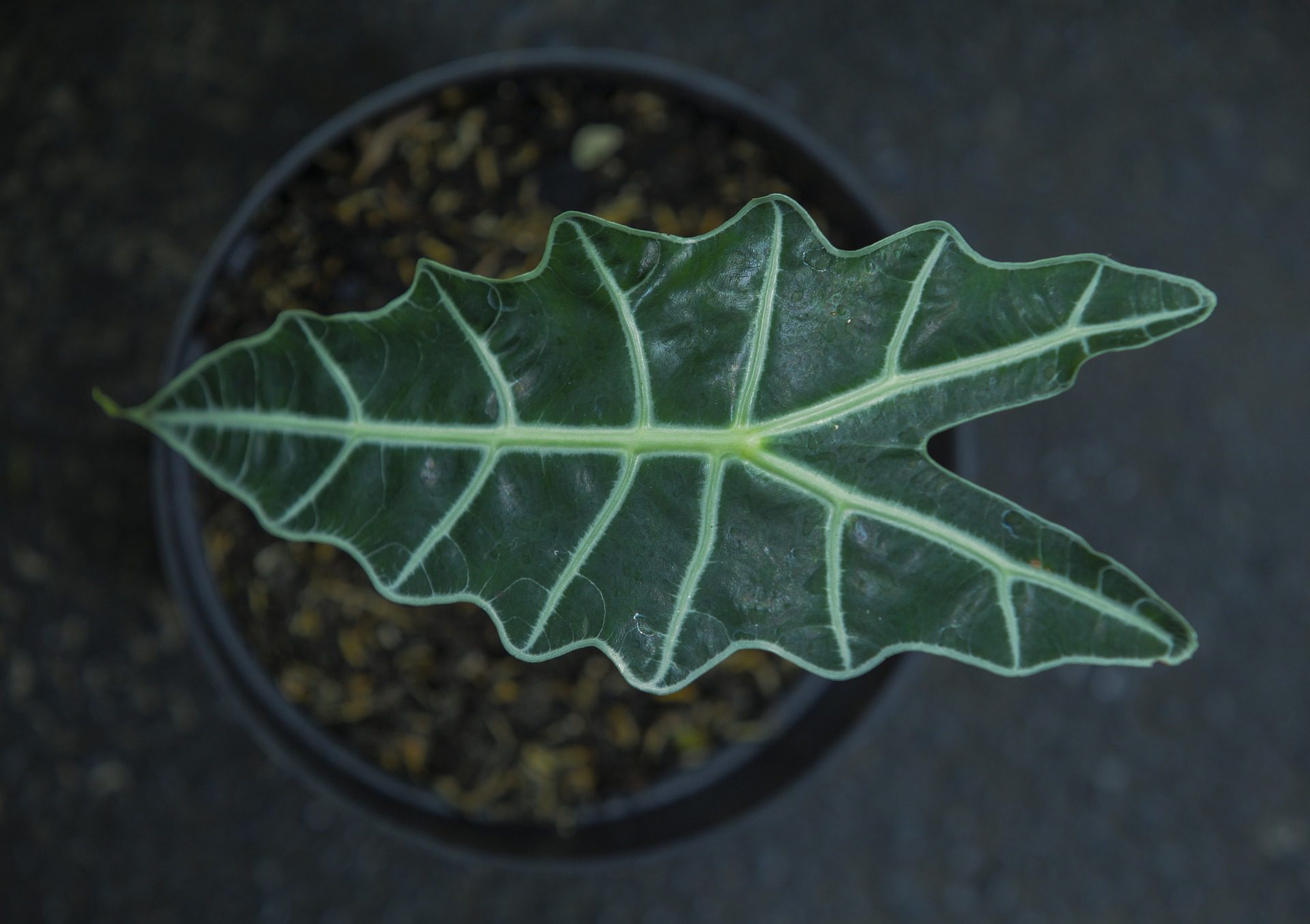 Folha de uma planta alocasia amazonica como cuidar.