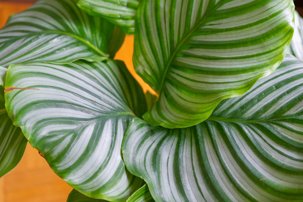 calathea orbifolia como cuidar