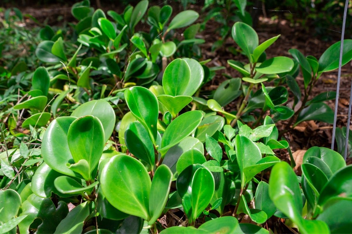 como cuidar da planta peperômia