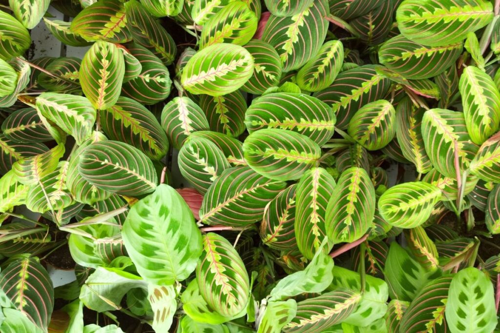 Maranta Burle Marx Como Cuidar E O Que Saber Da Planta Blog Plantie