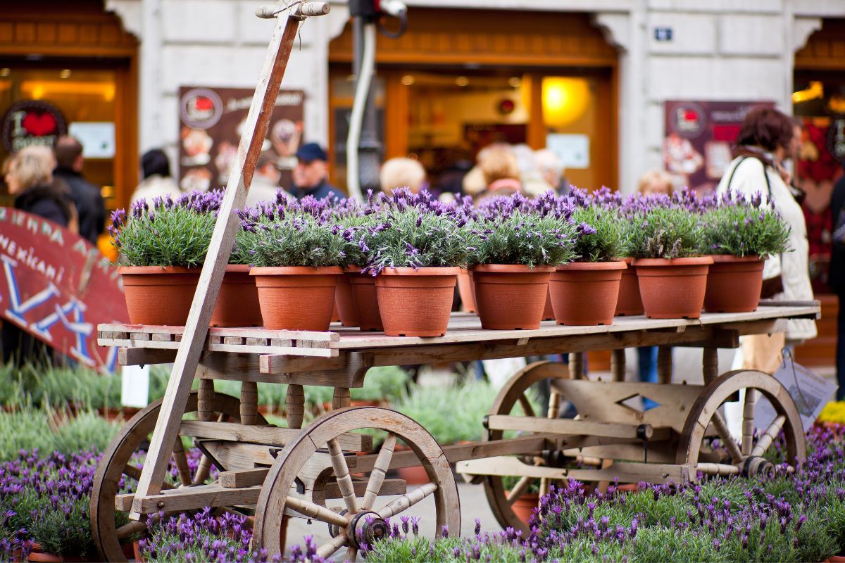 como plantar lavanda