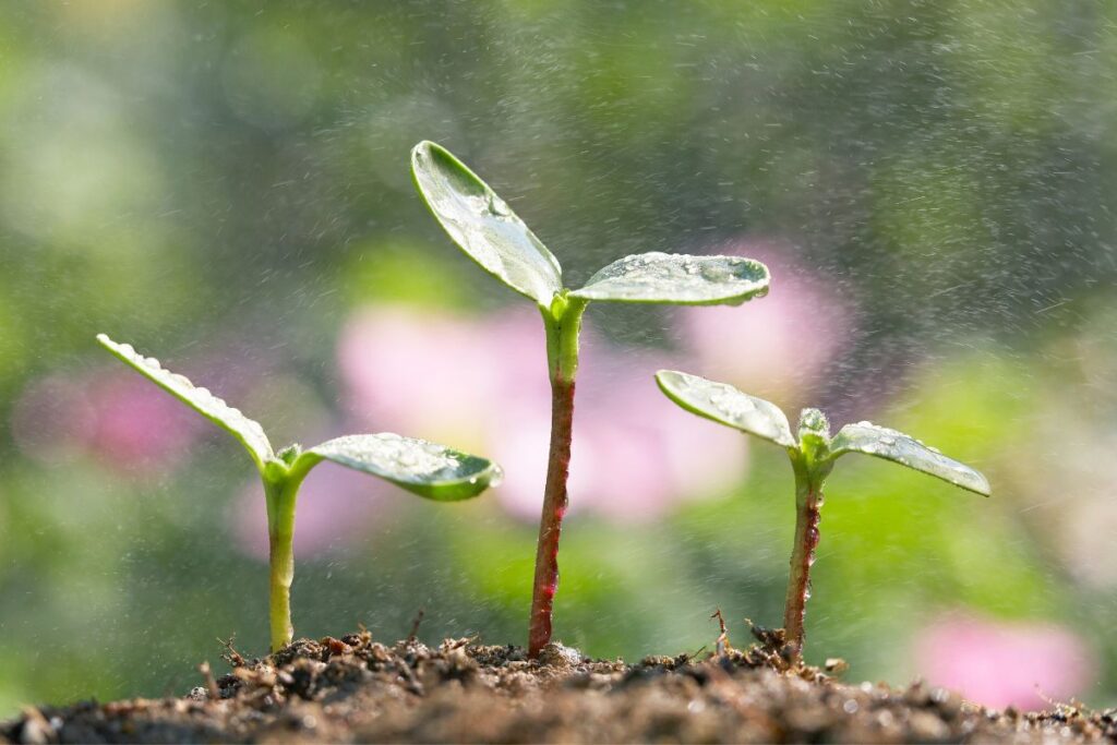 como plantar semente de girassol (capa)