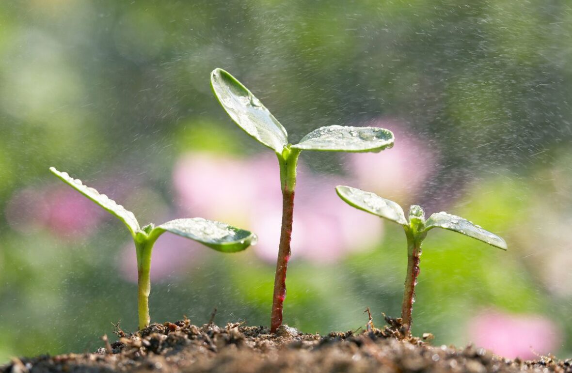 como plantar semente de girassol (capa)