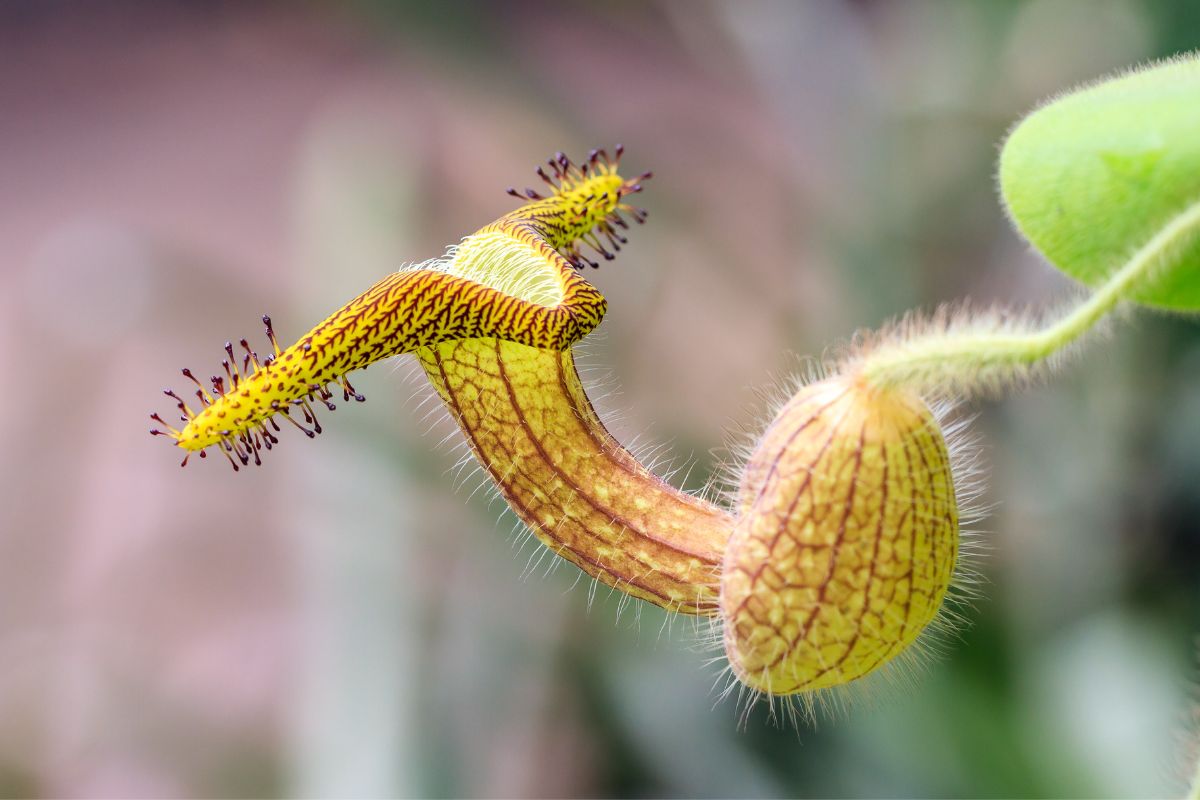 planta carnívora tipos