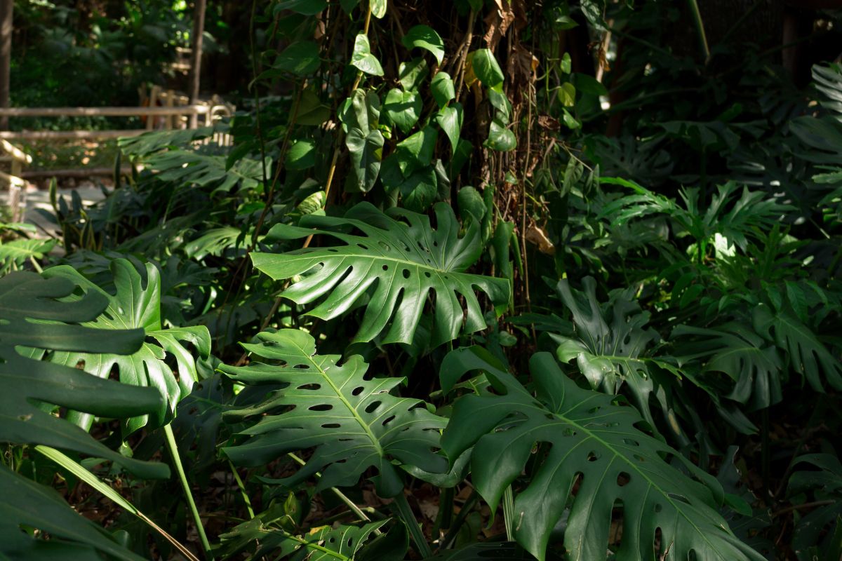 planta costela de adão como cuidar