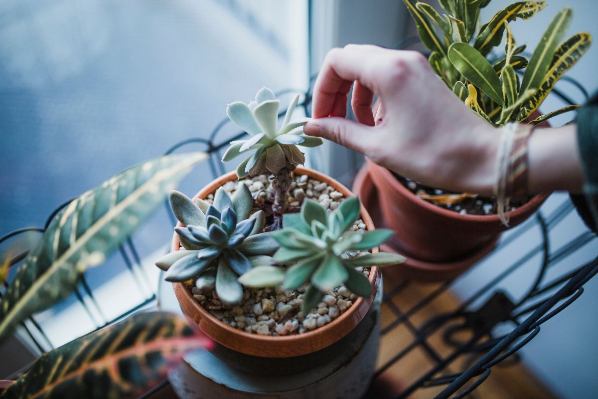 planta suculenta como cuidar (capa)