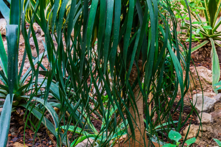 Imagem de uma planta e suas folhas. Ilustrativa para texto Como cuidar da planta pata de elefante.