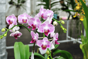 Imagem de flores de uma orquídea roxa. Imagem ilustrativa para texto Como plantar orquídea no cachepot de madeira.