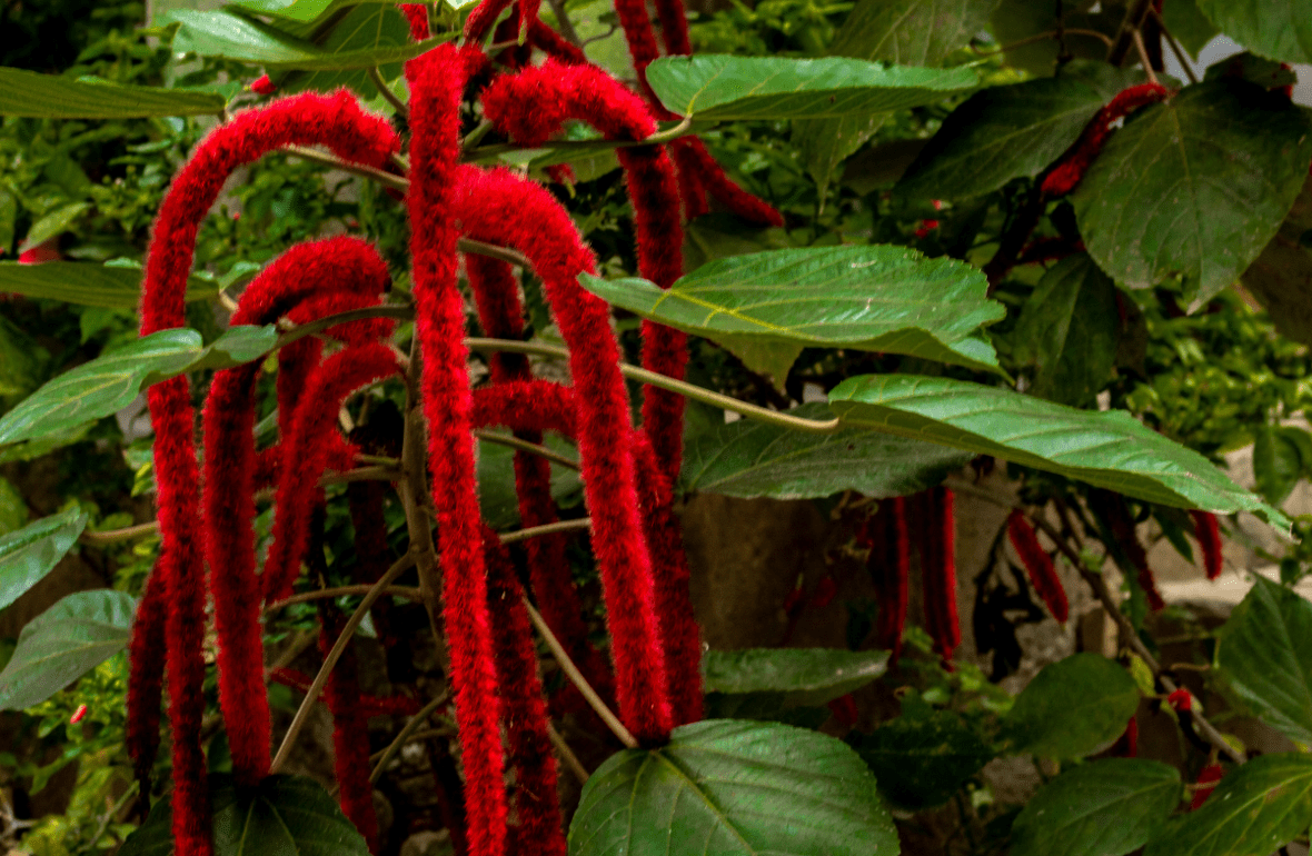 planta rabo de macaco vermelha.