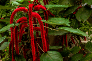 planta rabo de macaco vermelha.