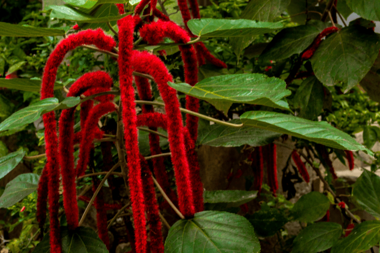 planta rabo de macaco vermelha.