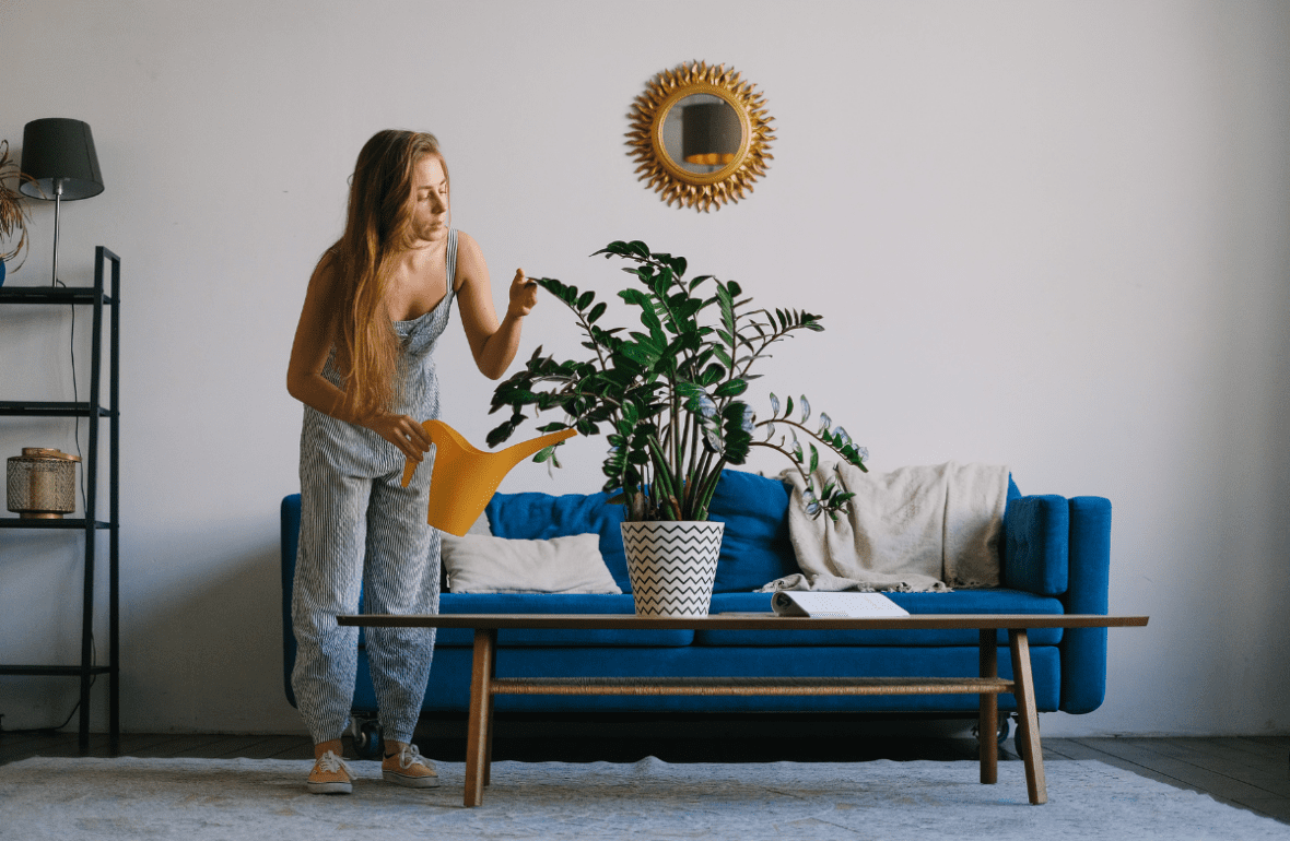 Mulher regando planta em sala de estar. Imagem ilustrativa para texto Vaso de planta para sala.