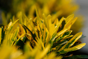 Detalhes da planta cróton. Imagem ilustrativa para texto planta croton como cuidar.