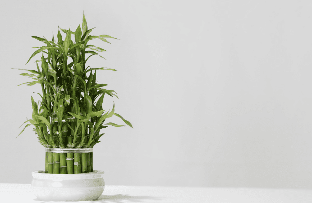 Planta bambu da sorte em um vaso branco. Imagem ilustrativa para texto bambu da sorte como cuidar.