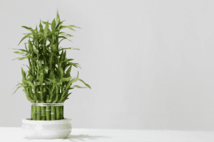Planta bambu da sorte em um vaso branco. Imagem ilustrativa para texto bambu da sorte como cuidar.