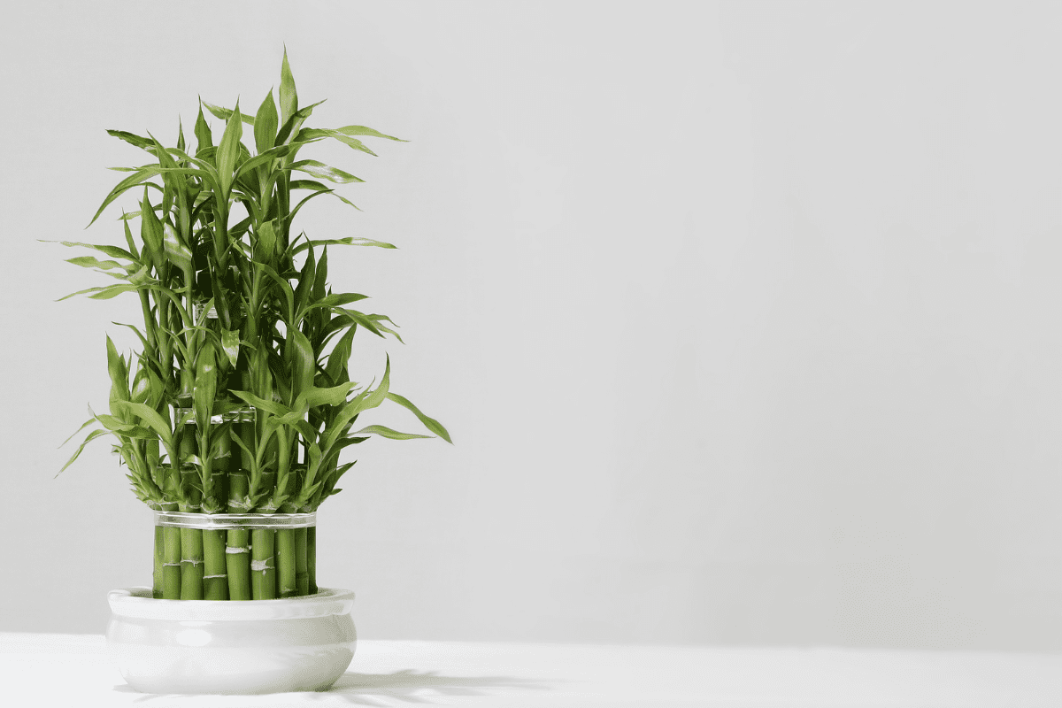 Plantas para ter em casa: bambu-da-sorte, start da felicidade