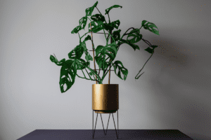 Foto de planta em vaso dourado com suporte. Imagem ilustrativa para texto monstera adansonii cuidados.
