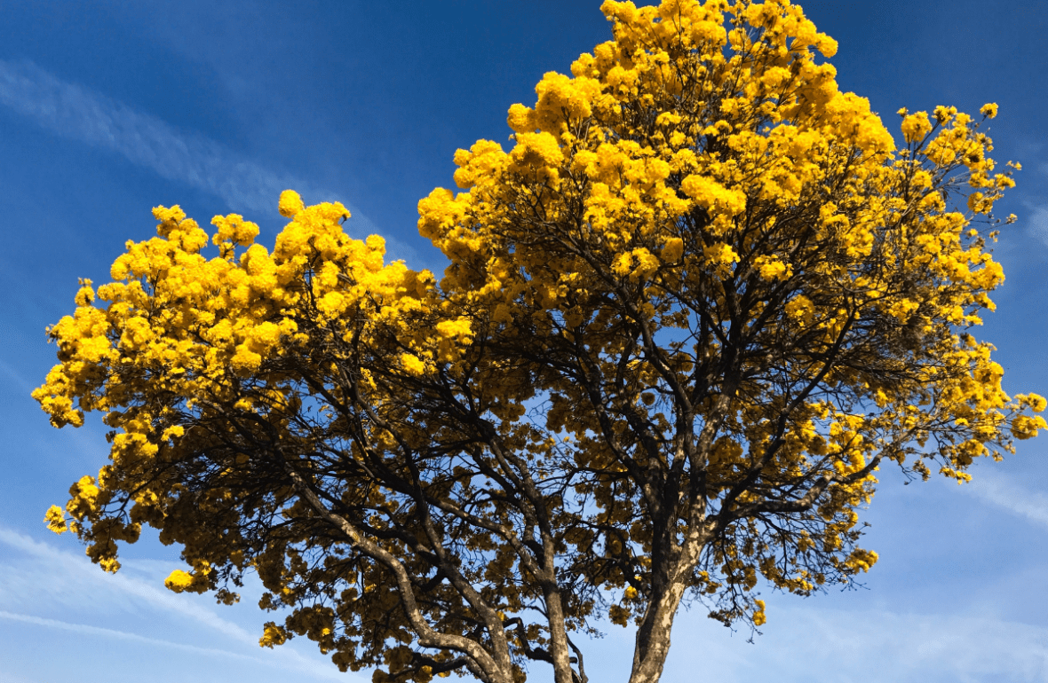 Ipê amarelo, uma das plantas nativas do brasil.