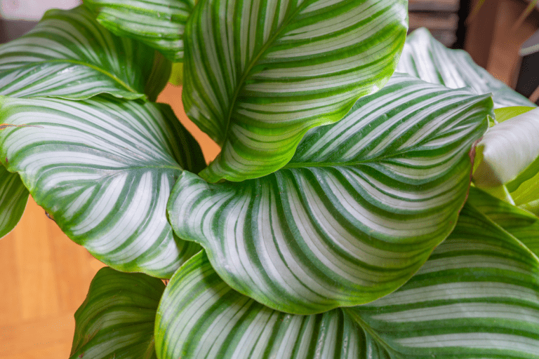 Folhagem da planta. Imagem ilustrativa para texto calathea orbifolia como cuidar.