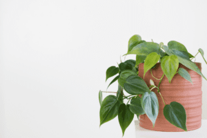 Planta em vaso em uma mesa branca. Imagem ilustrativa para texto filodendro variegata.