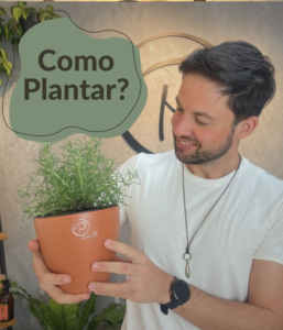 como plantar