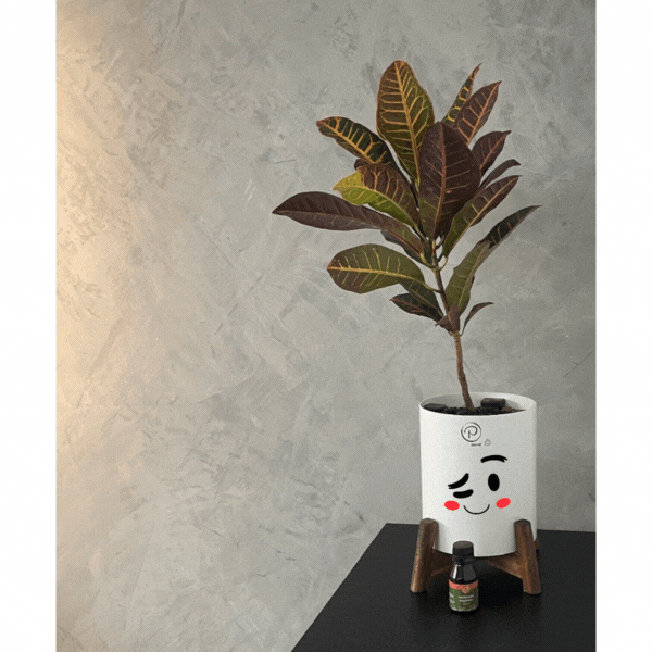vaso autoirrigavel